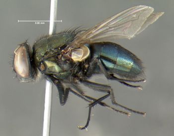 Media type: image;   Entomology 613612 Aspect: habitus lateral view